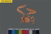 藏品(岩瓷蟹屬)的圖片